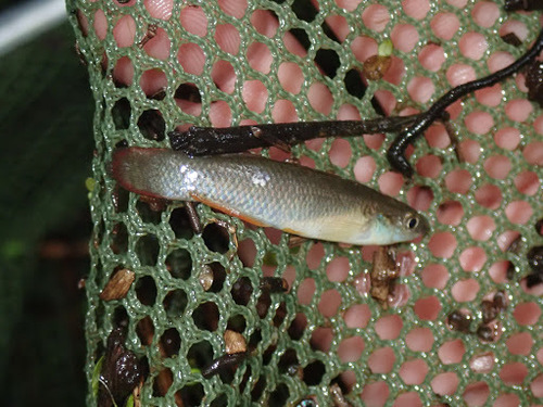 Plains Topminnow