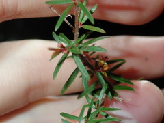 Micrantheum ericoides