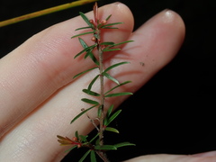 Micrantheum ericoides