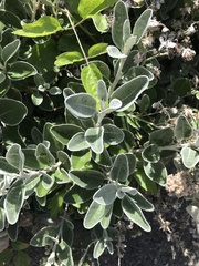 Brachyglottis × jubar
