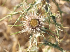 Carlina macrocephala