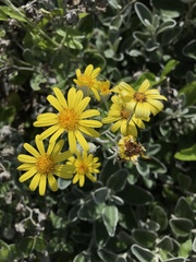 Brachyglottis × jubar