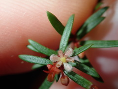 Micrantheum ericoides