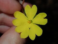 Hibbertia cistiflora