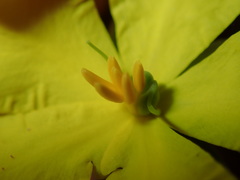 Hibbertia cistiflora
