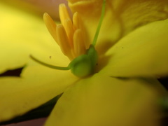 Hibbertia cistiflora