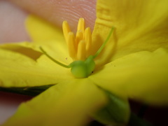 Hibbertia cistiflora