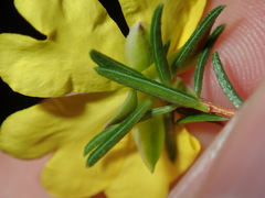 Hibbertia cistiflora