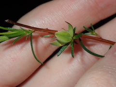 Hibbertia cistiflora