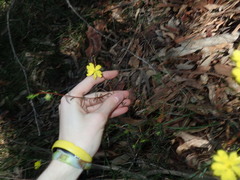 Hibbertia cistiflora