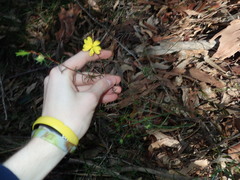 Hibbertia cistiflora
