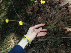 Hibbertia cistiflora