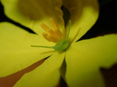 Hibbertia cistiflora