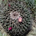 Mexican Pincushion Cactus - Photo (c) UPPP, some rights reserved (CC BY-NC), uploaded by UPPP