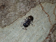 Dolichoderus inferus