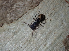 Dolichoderus inferus