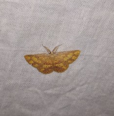 Chrysocraspeda tristicula