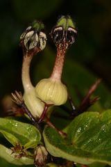 Ceropegia oculata