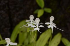 Habenaria crinifera