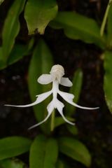 Habenaria crinifera