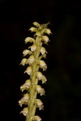 Peristylus plantagineus