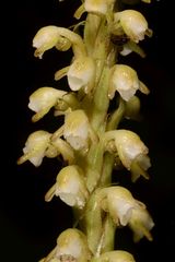 Peristylus plantagineus