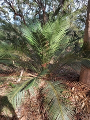 Macrozamia communis