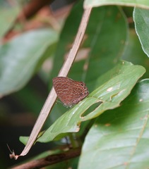 Poritia sumatrae