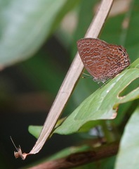 Poritia sumatrae