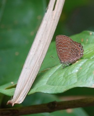 Poritia sumatrae