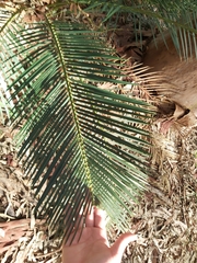 Macrozamia communis