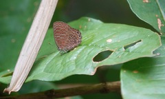 Poritia sumatrae