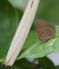 Poritia sumatrae