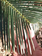 Macrozamia communis