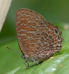 Poritia sumatrae