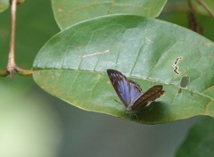 Poritia sumatrae