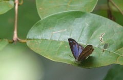 Poritia sumatrae