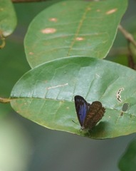 Poritia sumatrae