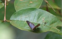 Poritia sumatrae