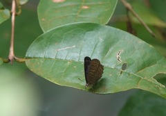 Poritia sumatrae