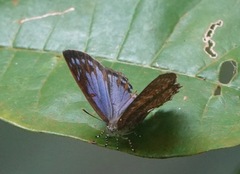 Poritia sumatrae