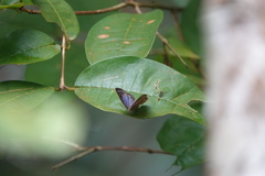 Poritia sumatrae