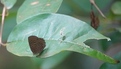 Poritia sumatrae