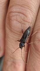 Phymatodes