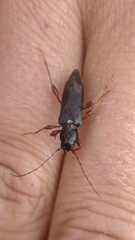 Phymatodes