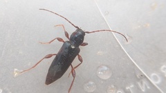 Phymatodes