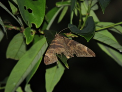 Pindara illibata