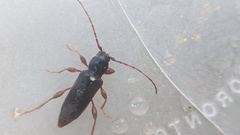 Phymatodes