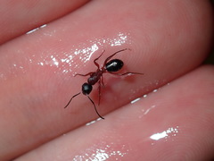 Camponotus innexus