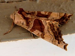 Phlogophora periculosa